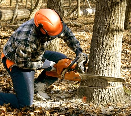 Tree Removal in Shelbyville, MI